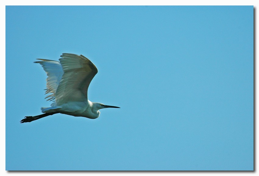 Garzette - Egretta garzetta